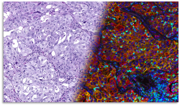 AI-powered computational pathology visualization
